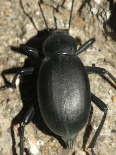 Blaps lusitanica